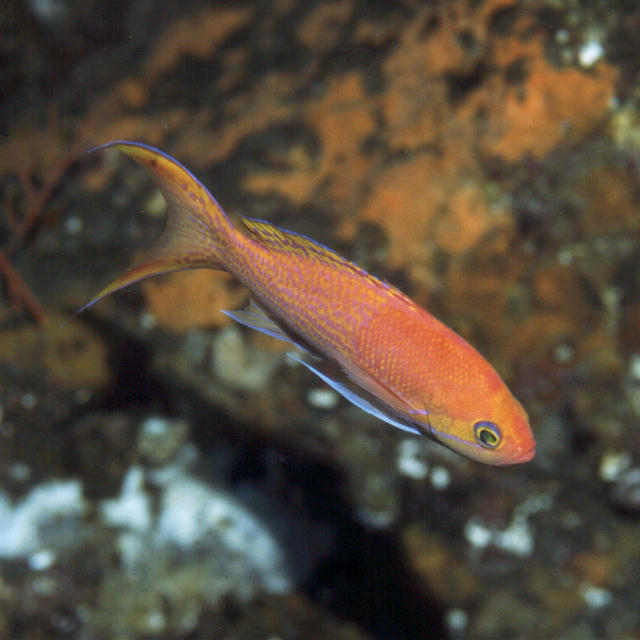 Pseudanthias elongatus